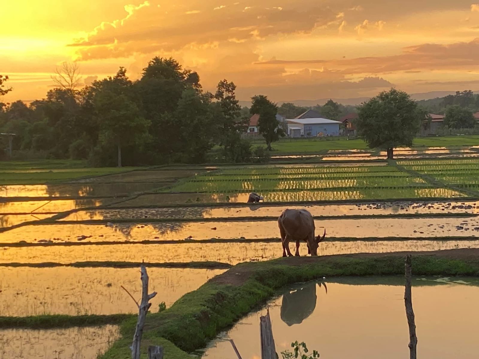Don Khong, Pakse